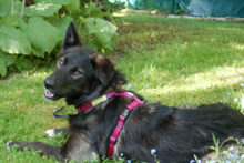 NORMITA, Hund, Mischlingshund in Lauf - Bild 8