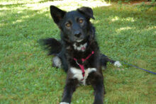 NORMITA, Hund, Mischlingshund in Lauf - Bild 9