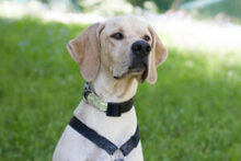 PALOA, Hund, English Pointer in Lauf - Bild 10