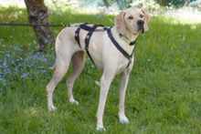 PALOA, Hund, English Pointer in Lauf - Bild 12