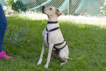 PALOA, Hund, English Pointer in Lauf - Bild 13