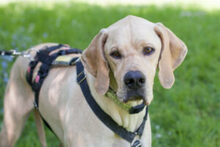 PALOA, Hund, English Pointer in Lauf - Bild 14