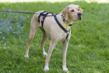PALOA, Hund, English Pointer in Lauf - Bild 15