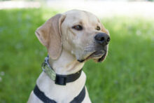 PALOA, Hund, English Pointer in Lauf - Bild 16