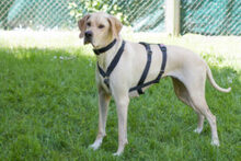 PALOA, Hund, English Pointer in Lauf - Bild 17