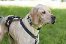 PALOA, Hund, English Pointer in Lauf - Bild 18