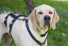 PALOA, Hund, English Pointer in Lauf - Bild 19