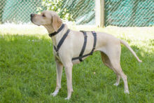 PALOA, Hund, English Pointer in Lauf - Bild 2