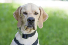 PALOA, Hund, English Pointer in Lauf - Bild 3