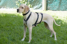 PALOA, Hund, English Pointer in Lauf - Bild 4