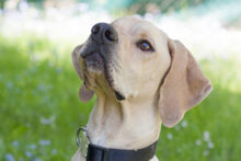 PALOA, Hund, English Pointer in Lauf - Bild 6
