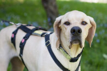 PALOA, Hund, English Pointer in Lauf - Bild 7