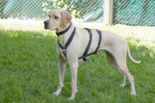 PALOA, Hund, English Pointer in Lauf - Bild 8