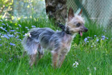 GISMO, Hund, Mini Yorkshire Terrier in Lauf - Bild 10