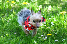GISMO, Hund, Mini Yorkshire Terrier in Lauf - Bild 11