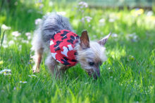 GISMO, Hund, Mini Yorkshire Terrier in Lauf - Bild 12