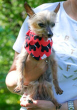 GISMO, Hund, Mini Yorkshire Terrier in Lauf - Bild 13