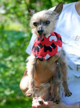 GISMO, Hund, Mini Yorkshire Terrier in Lauf - Bild 14