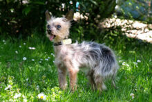 GISMO, Hund, Mini Yorkshire Terrier in Lauf - Bild 2