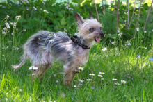 GISMO, Hund, Mini Yorkshire Terrier in Lauf - Bild 3