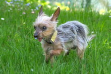 GISMO, Hund, Mini Yorkshire Terrier in Lauf - Bild 4