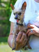 GISMO, Hund, Mini Yorkshire Terrier in Lauf - Bild 6