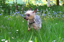 GISMO, Hund, Mini Yorkshire Terrier in Lauf - Bild 7