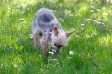 GISMO, Hund, Mini Yorkshire Terrier in Lauf - Bild 8