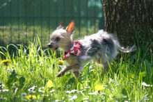 GISMO, Hund, Mini Yorkshire Terrier in Lauf - Bild 9