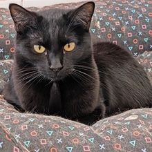 MERLI, Katze, Europäisch Kurzhaar in Spanien - Bild 1
