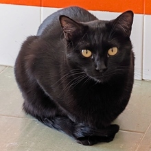 MERLI, Katze, Europäisch Kurzhaar in Spanien - Bild 2