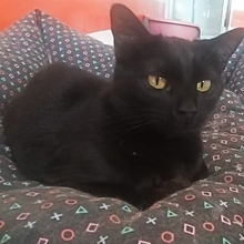 MERLI, Katze, Europäisch Kurzhaar in Spanien - Bild 5
