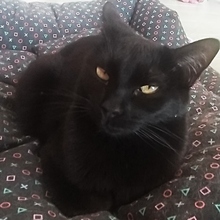 MERLI, Katze, Europäisch Kurzhaar in Spanien - Bild 6