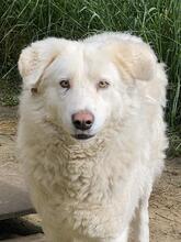 SINDBAD, Hund, Maremmano-Mix in Italien - Bild 1