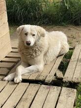 SINDBAD, Hund, Maremmano-Mix in Italien - Bild 2