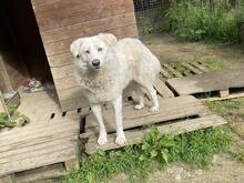 SINDBAD, Hund, Maremmano-Mix in Italien - Bild 3