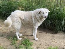SINDBAD, Hund, Maremmano-Mix in Italien - Bild 4