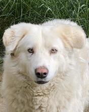 SINDBAD, Hund, Maremmano-Mix in Italien - Bild 5
