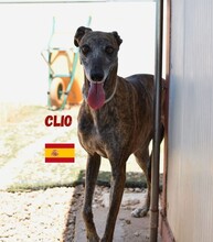 CLIO, Hund, Galgo Español in Spanien - Bild 1