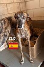 CLIO, Hund, Galgo Español in Spanien - Bild 2