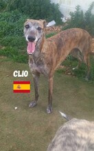 CLIO, Hund, Galgo Español in Spanien - Bild 3