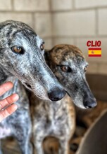CLIO, Hund, Galgo Español in Spanien - Bild 4