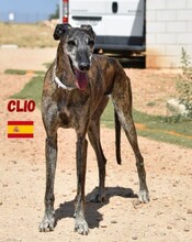 CLIO, Hund, Galgo Español in Spanien - Bild 5