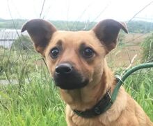 LOVE, Hund, Mischlingshund in Slowakische Republik - Bild 1