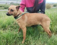 LOVE, Hund, Mischlingshund in Slowakische Republik - Bild 2