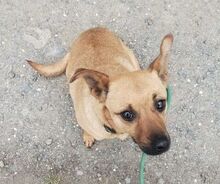 LOVE, Hund, Mischlingshund in Slowakische Republik - Bild 3