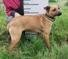 LOVE, Hund, Mischlingshund in Slowakische Republik - Bild 4