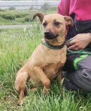 LOVE, Hund, Mischlingshund in Slowakische Republik - Bild 5