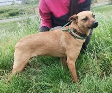 LOVE, Hund, Mischlingshund in Slowakische Republik - Bild 6