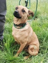 LOVE, Hund, Mischlingshund in Slowakische Republik - Bild 7